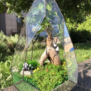 Флораріум Panda Land з живим деревом Бонсай та стабілізованим мохом