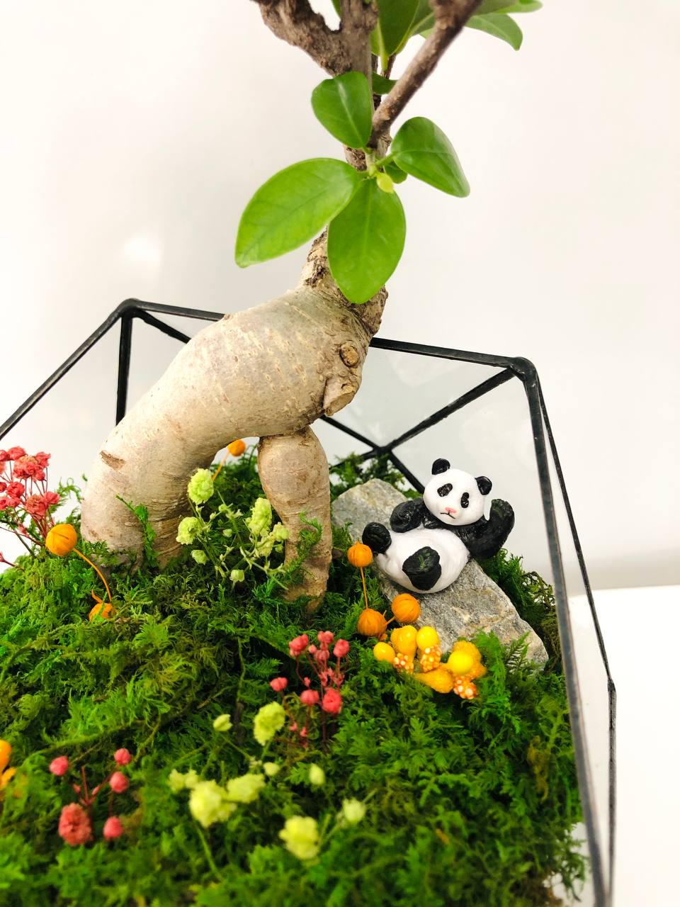 Компактний флораріум з живим деревом Бонсай 16×17 см