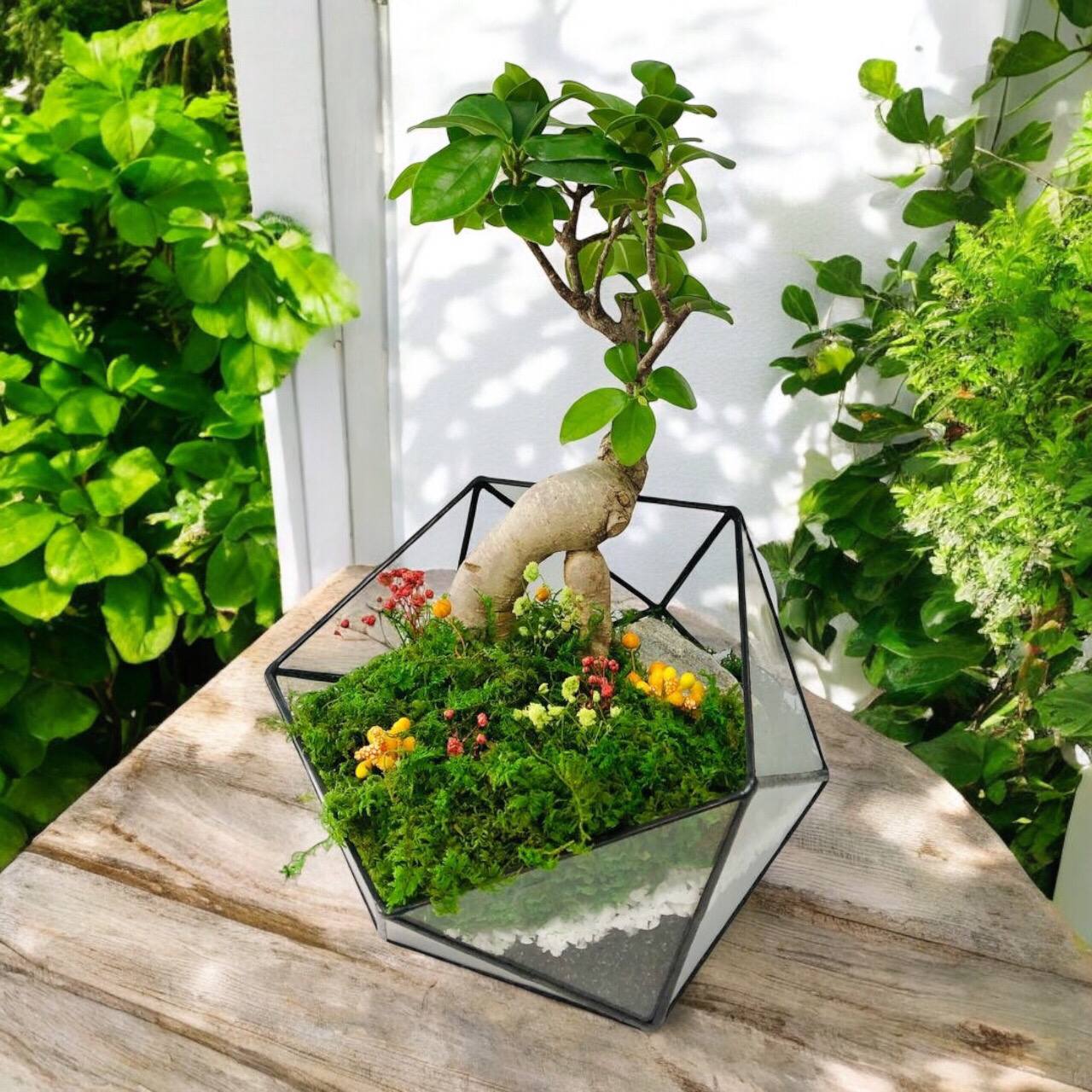 Флораріум з деревом Бонсай та стабілізованим мохом ручної роботи